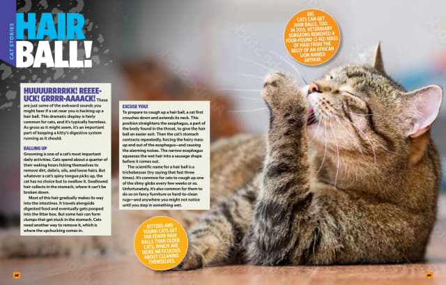 Can't Get Enough Cat Stuff interior page 3