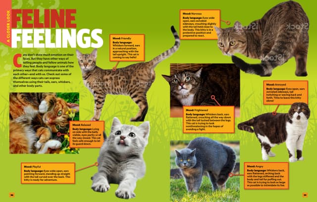 Can't Get Enough Cat Stuff interior page 4