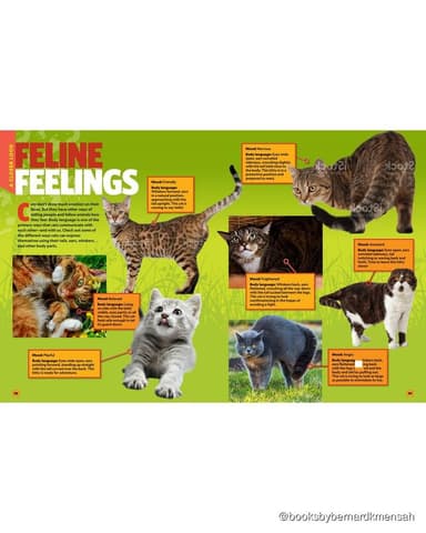 Can't Get Enough Cat Stuff interior page 4